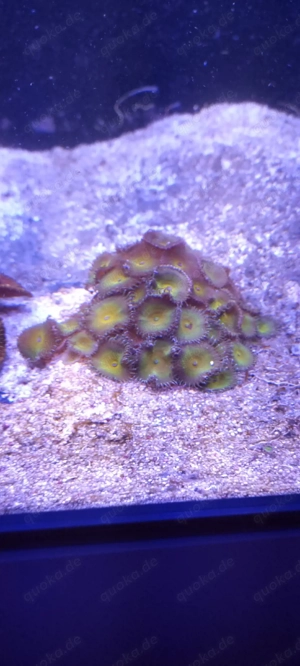 Gelbe Krustenanemonen Koralle Weichkoralle 