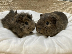 Putzige, süße Meerschweinchen "Nemo" und "Fussel" suchen eine neue, liebe Familie
