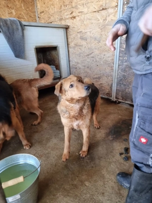 Vica, z.Z. in Ungarn, eine schüchterne Hundedame