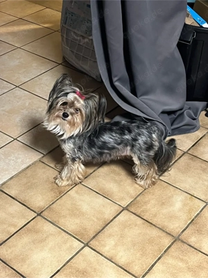 Märle 4 sucht ein neues zuhause 