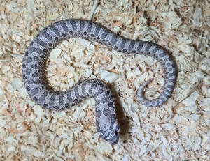 1.0 Moondust Hakennasennattern Heterodon nasicus Arctic Lavender 