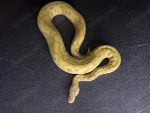 1.0 Banana Pastel 100% het pied 