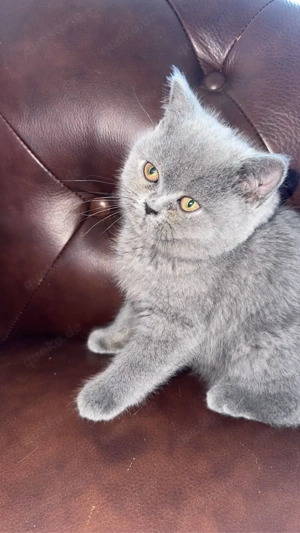 Baby reinrassiger BKH Kater