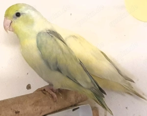 Pärchen Blaugenick-Sperlingspapageien in US-Pastell