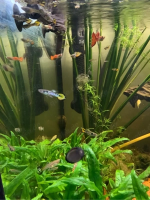 Guppys Fische 0,50 
