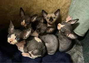 wunderschöne Canadien Sphynx Kitten suchen ab mitte April ein liebevolles Zuhause 