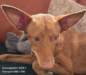 Zucker,PodencoAndaluz - ein schüchterner, aktiver Clown. Er braucht einen souveränen Zweithund .