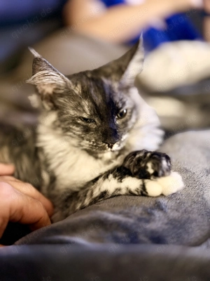 MainCoon - Blue Torti - geb. 15.10.25