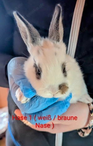 Hasen Babys (Rasse: "Deutscher Riese")  