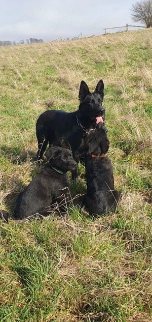 Ostlblut Schäferhunde ehem DDR Welpen  Bild 2