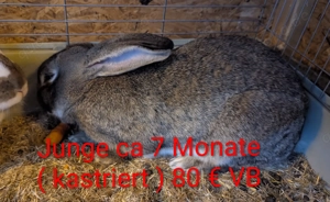 Hase ( Deutscher Riese ) 