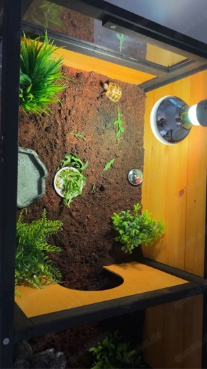 Griechische Landschildkröte