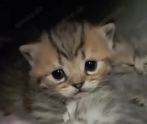 kitten  bkh Junge  NY24  reinrassig Getiegert golden bleck 