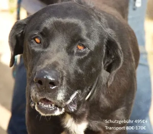 Menut,PastorMallorquinMix - wer gibt dem Herzenshund eine Chance. Er hat mit Katzen gelebt.