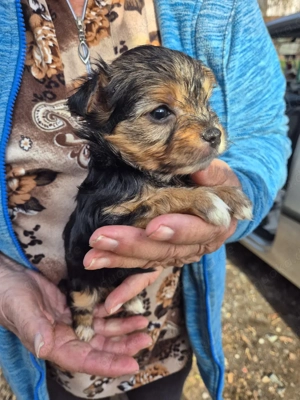 Im Auftrag suchen zuckersüße Yorkshire Terrier Welpen