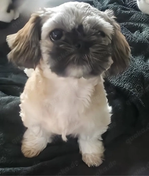 Shih tzu rüde tricolor 