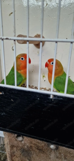 Unzertrennliche (Agaponiden) Pfirsichköpfchen zu verkaufen 