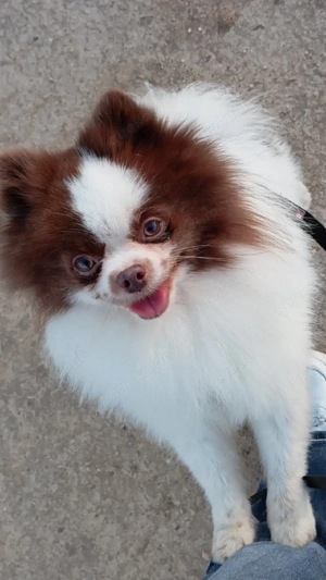 Wunderschöner Pomeranian Deckrüde in Weiß Schoko  Bild 2