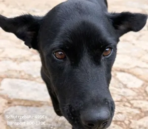 Valentino V45  - ein sensibler,eleganter Rüde, dem der Stress im Tierheim sehr zusetzt.