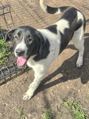 Ich suche ganz dringend ein Zuhause.wo ist mein Herzensmenschen?