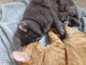 Kater ( BKH+EKH) abzugeben