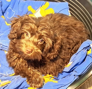 Bollipoo Welpen in schokobraun