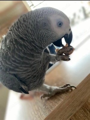 Graupapagei Poyraz 2,5 Jahre 