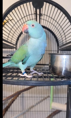 Großsittich Namens Masal 2,5 Jahre