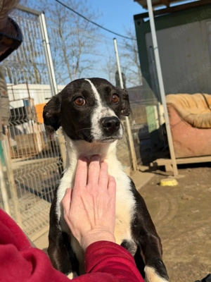 Collie, z. Zt. in Ungarn, noch zurückhaltend aber verspielt Bild 8