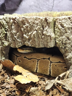 Königspython 3 Stk Bild 2