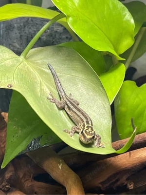 Lygodactilus Kimhowelli 1.3 Zuchtgruppe aktiv
