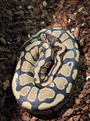 Königspython 3 Stk Bild 3