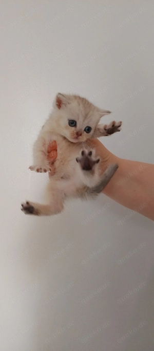 BKH Süße silver schadet Mädchen