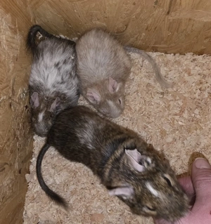 Degus suchen ein Zuhause Bild 9