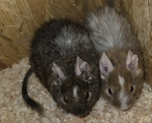 Degus suchen ein Zuhause Bild 4
