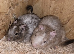 Degus suchen ein Zuhause Bild 6