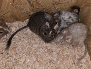 Degus suchen ein Zuhause Bild 8