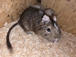 Degus suchen ein Zuhause Bild 7