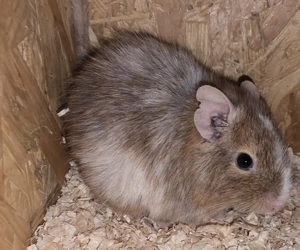 Degus suchen ein Zuhause Bild 5