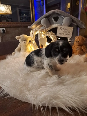 6 kleine Herzschläge suchen ihr Für-immer-Zuhause