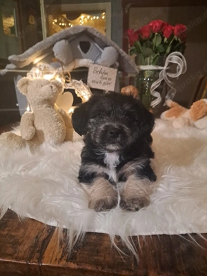 3 kleine Herzschläge suchen ihr Für-immer-Zuhause