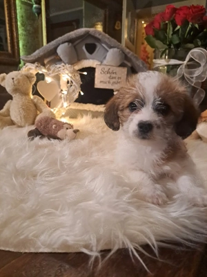 6 kleine Herzschläge suchen ihr Für-immer-Zuhause