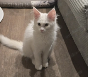 Reinrassige Maine Coon vom 07.11.25