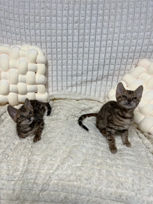 Bengal Kitten geimpft ,entwurmt mit Starter Paket 