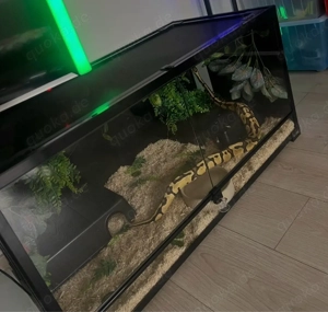 Königspython Fire Pastel dh. Axanthic TSK Clown   inkl. Terrarium komplett set