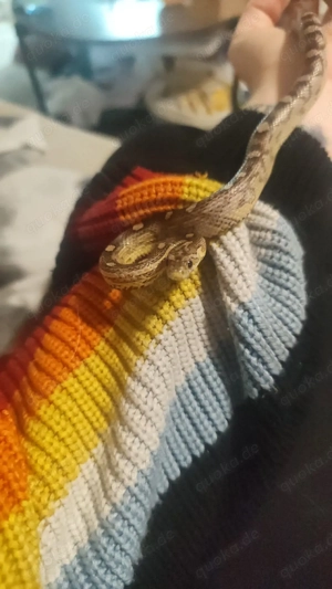 0.1 Kornnatter (Sunkissed Motley Anery) Bild 5