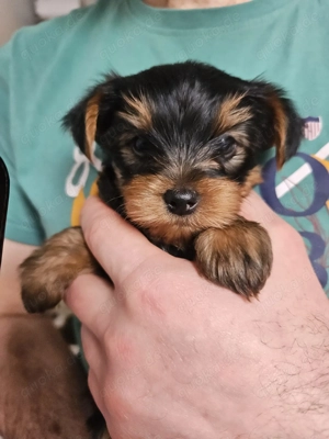 Wunderschöne Yorkshire Terrier Welpen 