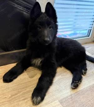 Reinrassige Groenendael Welpen 