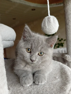 BKH Kitten nur eine Mädchen übrig 