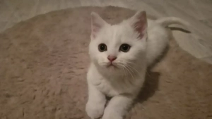    Wunderschönes BKH Kitten   3 Monate alt   Reinweiß   